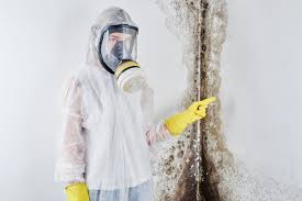 Best Mold Damage Restoration  in Indiana, PA